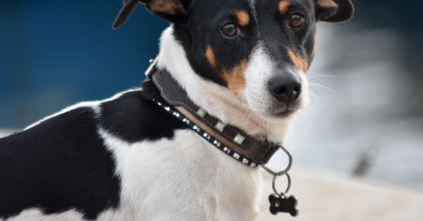 צווארוני Dog Smart